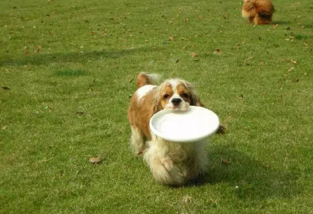 45种狗狗,45种狗类