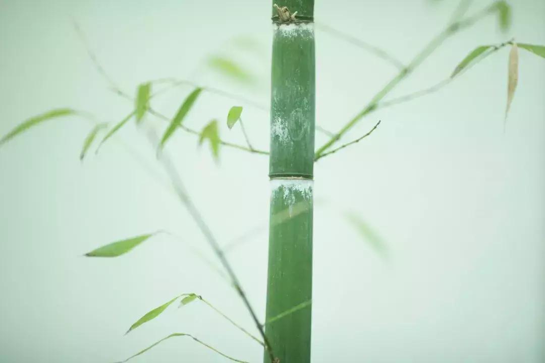 神奇的中文10人读9人读错,神奇的中文十人有九人读错