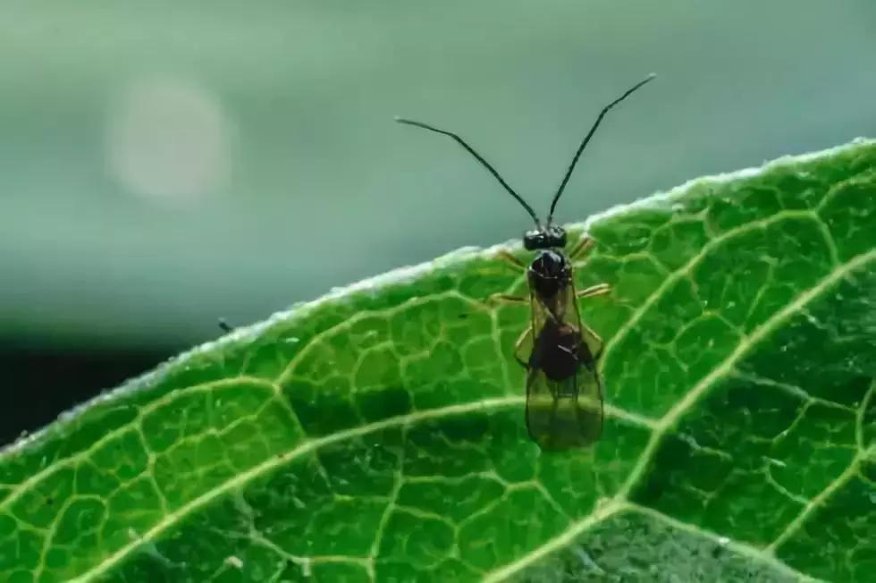柑橘粉蚧虫图解,柑橘食蝇虫图片