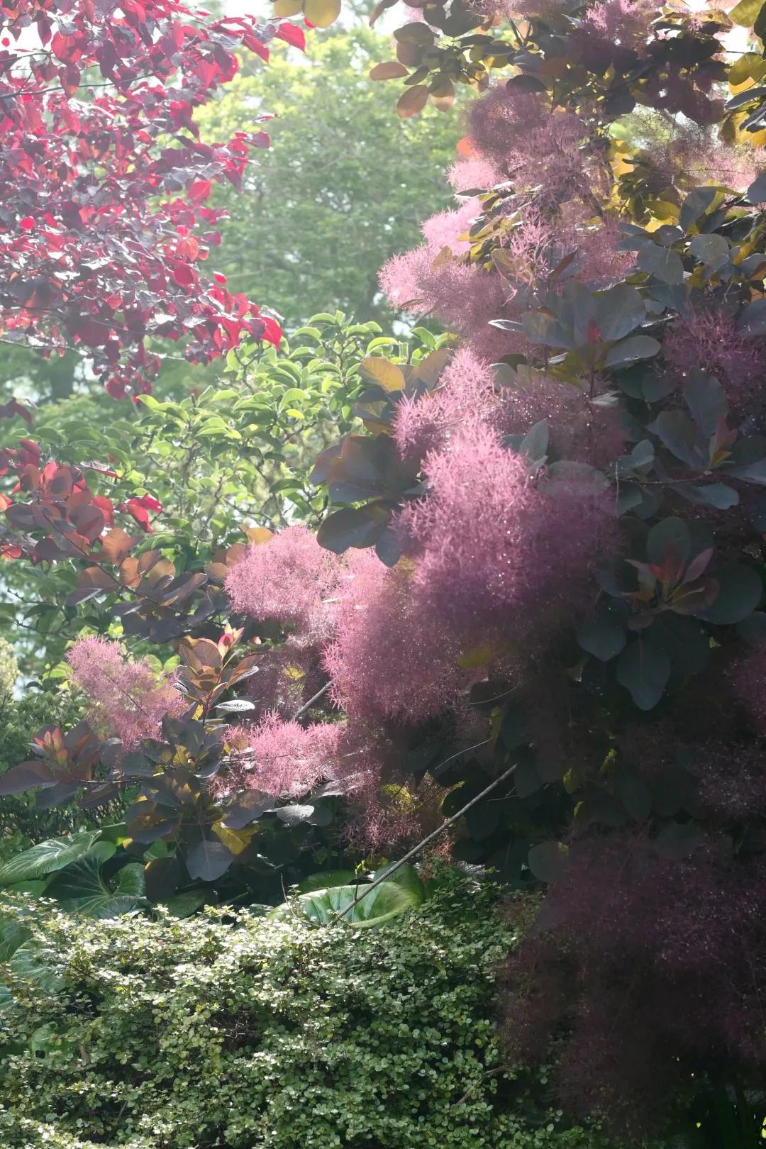 建一座完全不打药的生态花园，所有生命在这里和谐共处，值得收藏