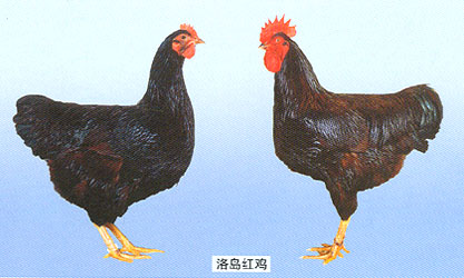 即便你经常吃，但是关于鸡你真的知道很多吗？