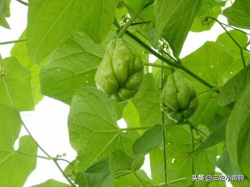 合手瓜怎么煮,可以做菜又可以当水果吃的瓜