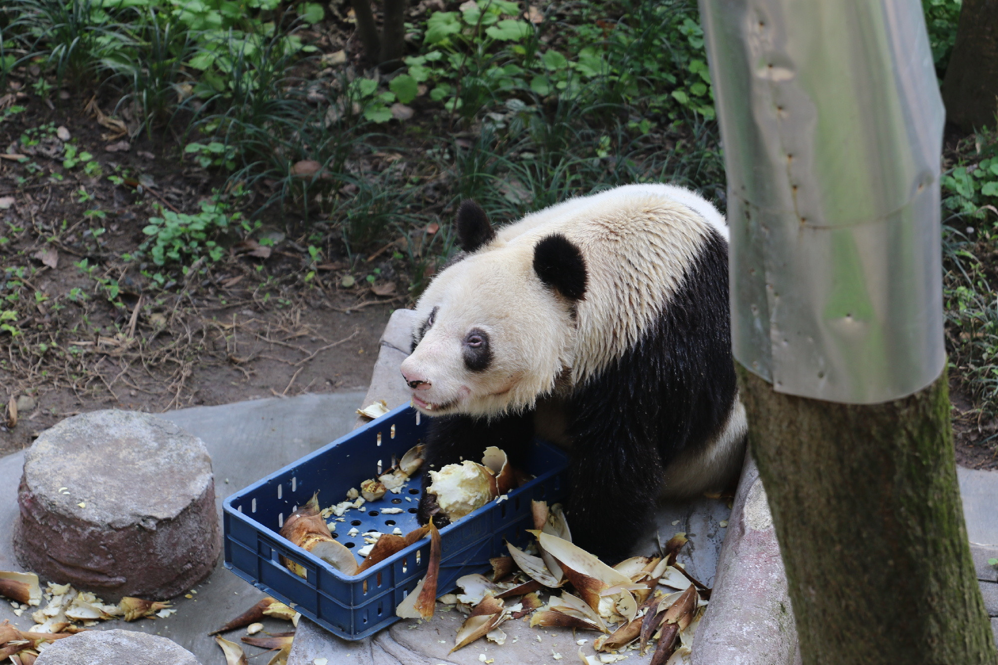 成都旅行打卡攻略五天,成都旅游打卡推荐