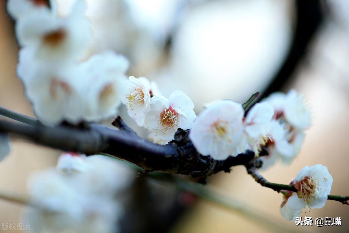 列子原文及译文朗读,列子杨朱篇译文