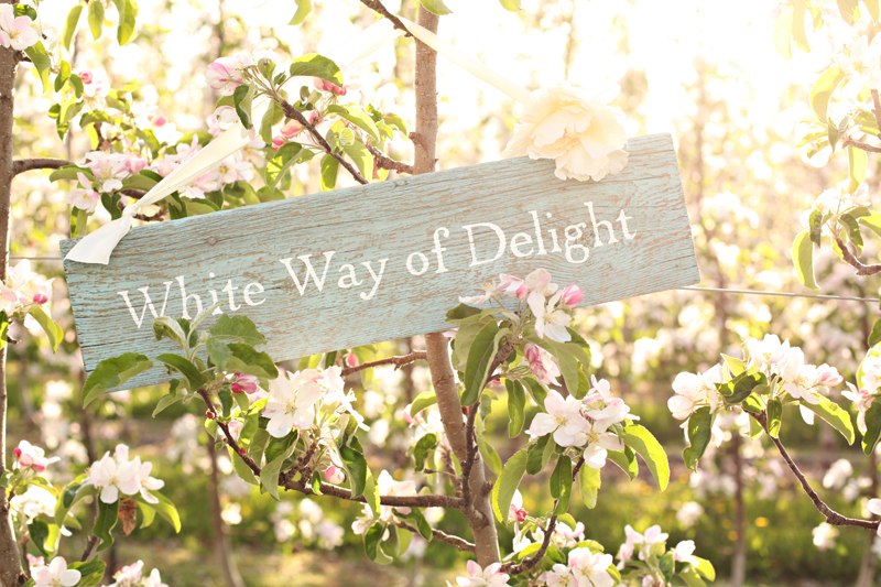 绿山墙的安妮中的绿山墙是什么,绿山墙的安妮内容简介