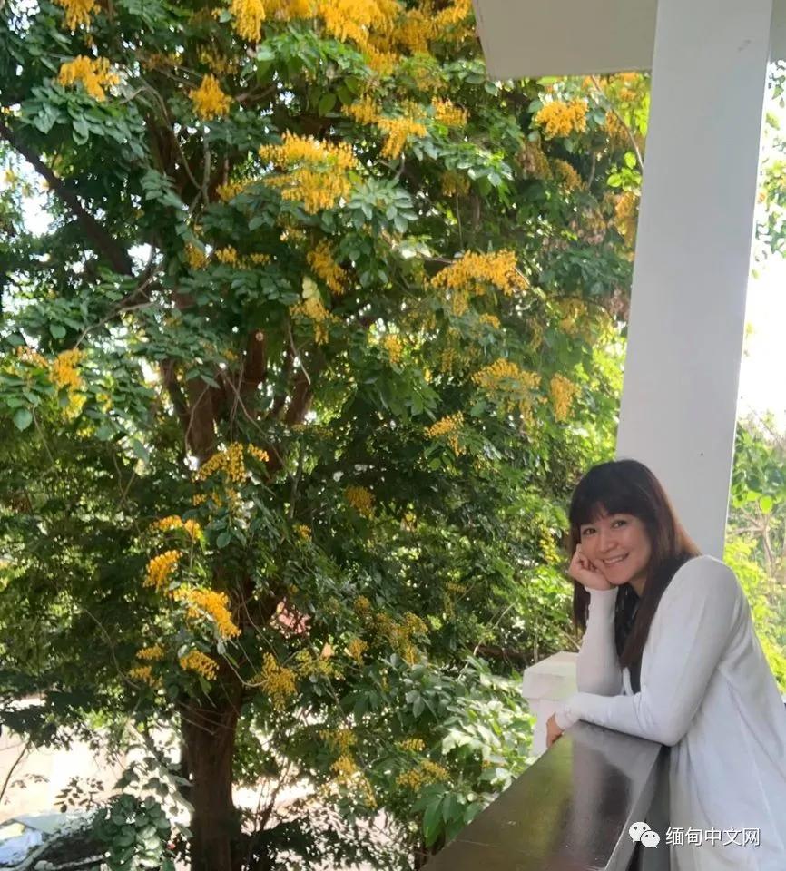 紫檀花开独一无二,紫檀花开了视频