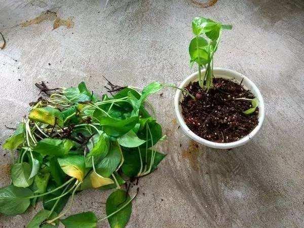 绿萝黄叶又有点烂根怎么补救,绿萝出现烂根黄叶怎么补救