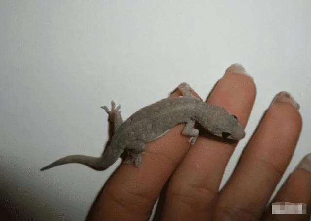 小壁虎被小壁虎咬了有没有毒,被壁虎咬了什么特征