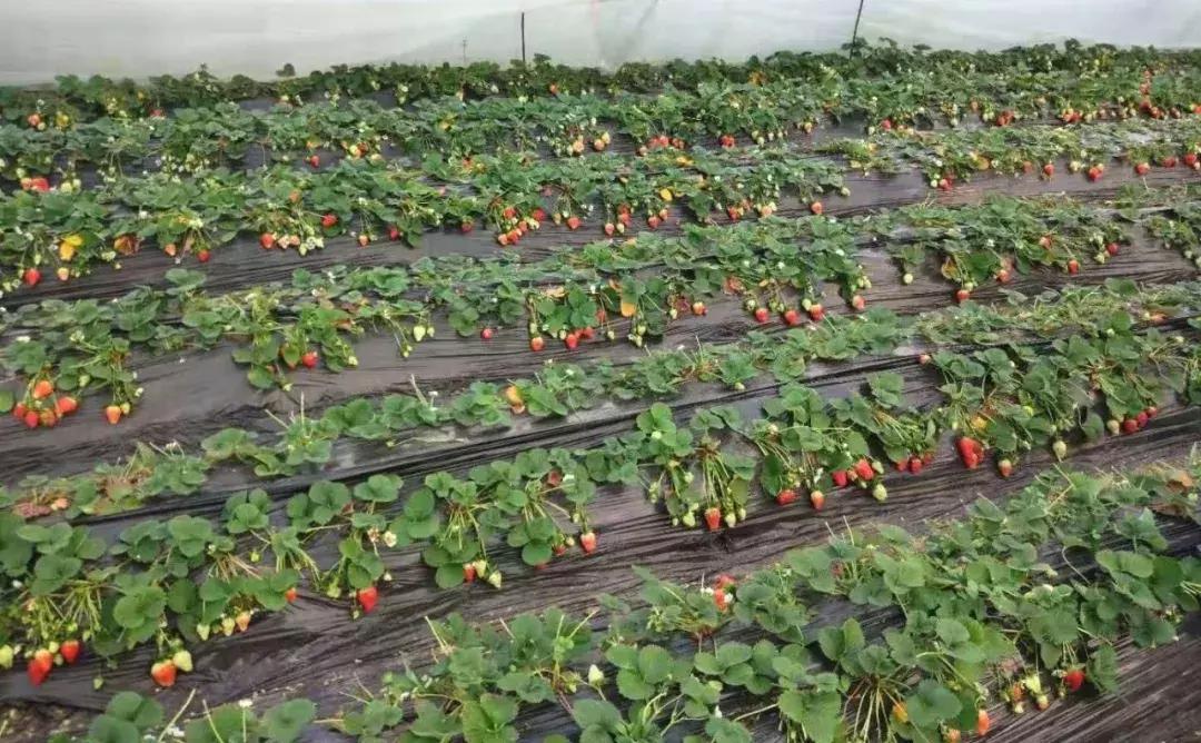 禹州清明踏青旅游攻略,禹州春游爬山的好地方