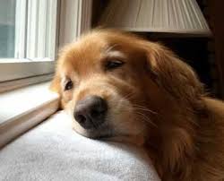 怎么照顾狗狗的老年生活,7岁狗狗必须做的六件事