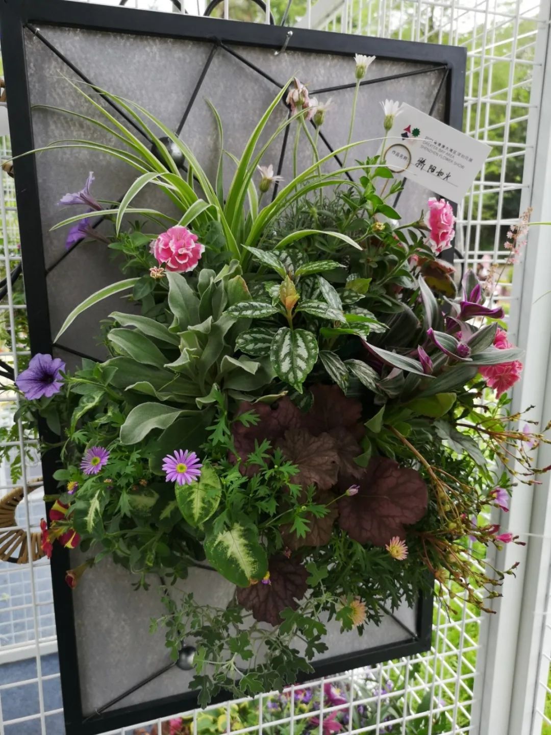 这个花展上的新优品种，为什么这么美？