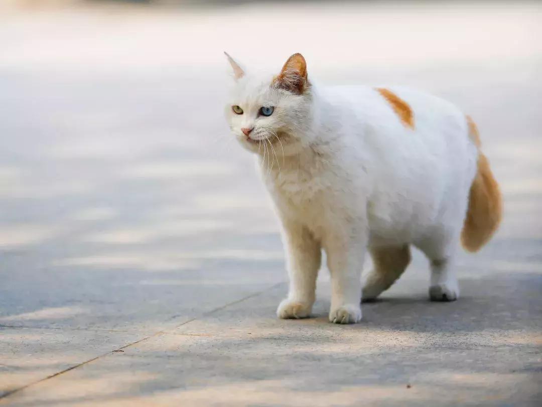 马未都给皇家带什么,马未都讲鸳鸯是什么