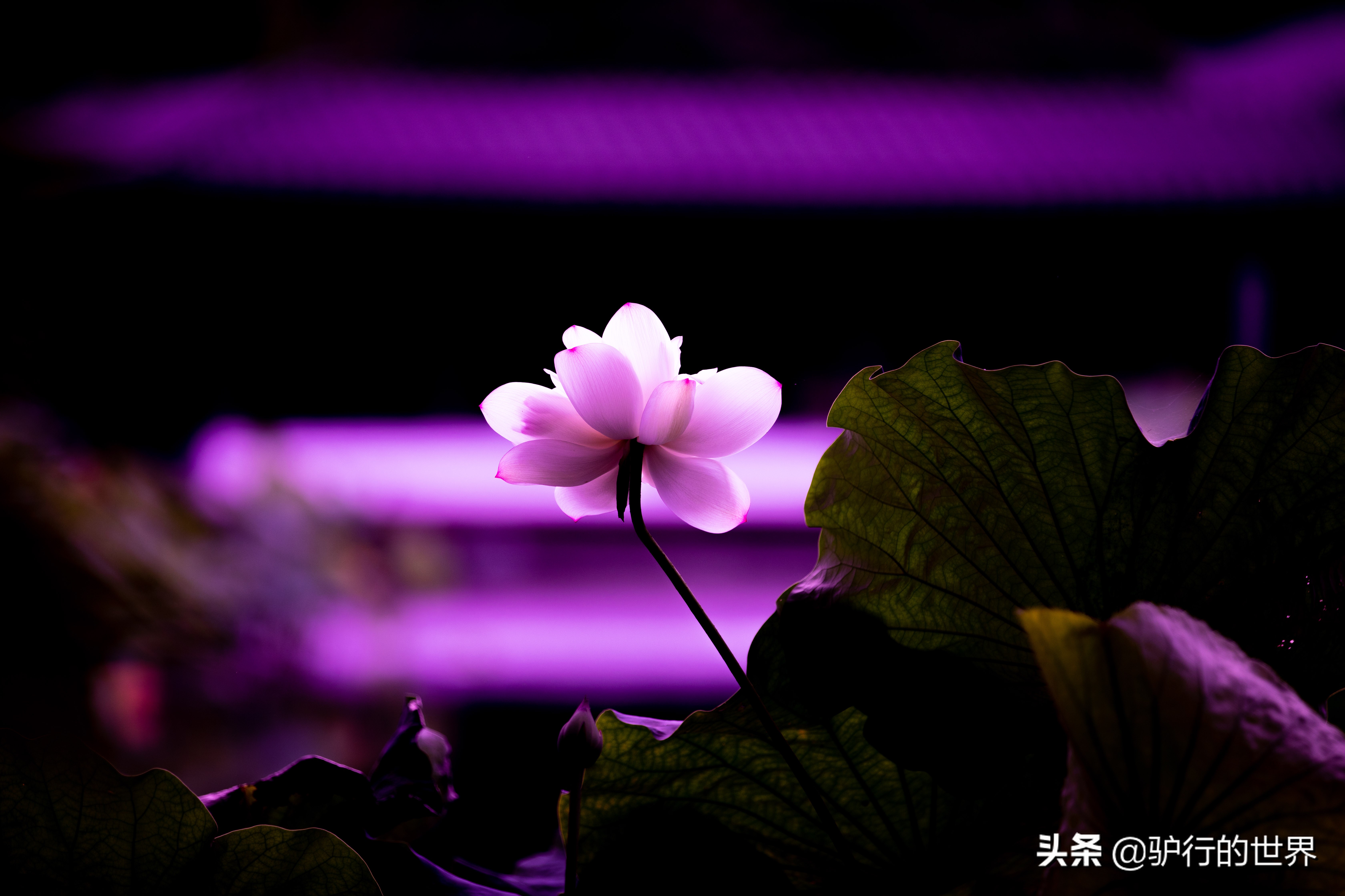 杭州西湖收费景点有哪些,杭州西湖旁边有哪些景点