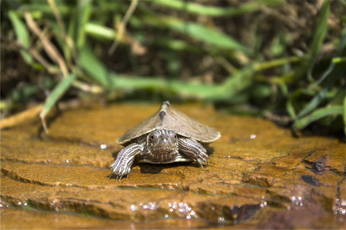 宠物乌龟的饲养方法大全图解,野生乌龟家养的正确喂养方法