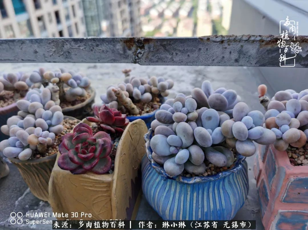 多肉变美是需要时间的,千万别辜负了多肉变美的黄金季节