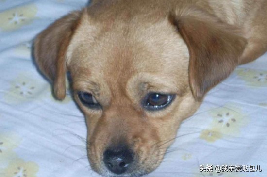 狗狗呕吐带狗狗看病,狗狗出现了呕吐的症状怎么办