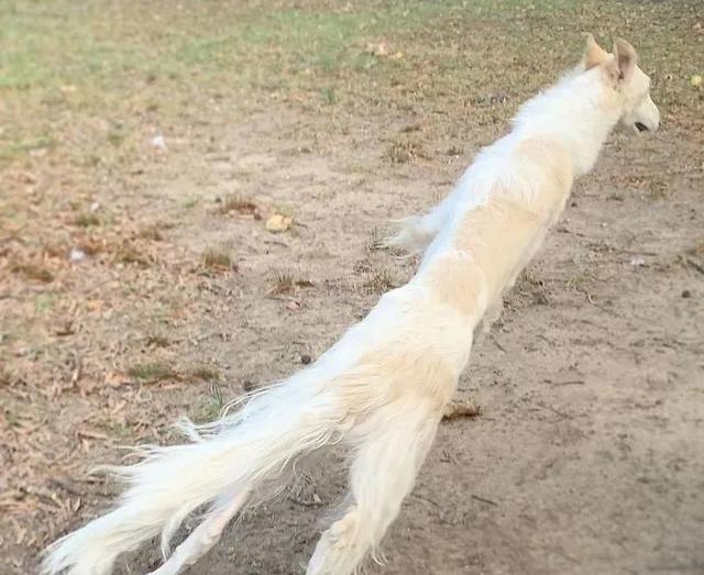 短腿柯基跟长腿柯基,鼻子很高的柯基