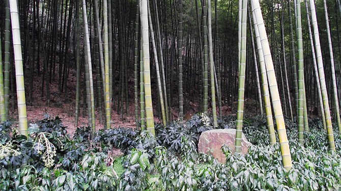 南京竹海宜兴竹海,宜兴华东第一竹海