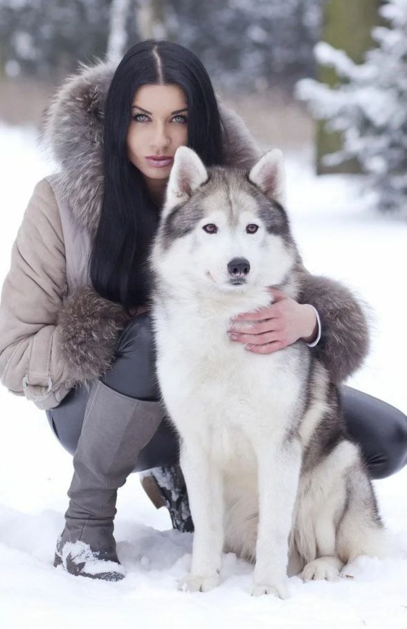 哈士奇俄罗斯土狗,哈士奇西伯利亚犬图片