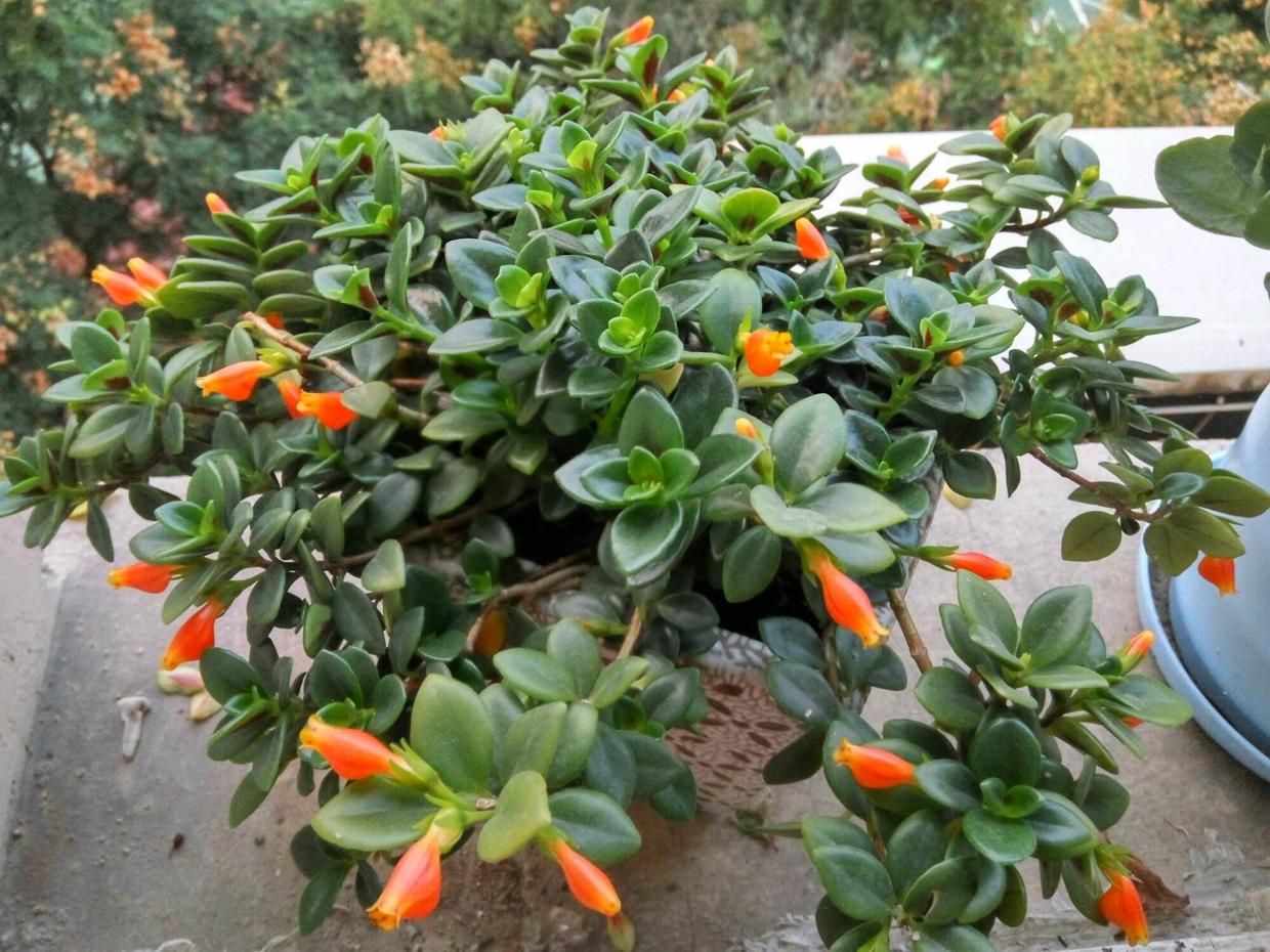 室内养花养这几款花,秋天金鱼花怎么养才开花