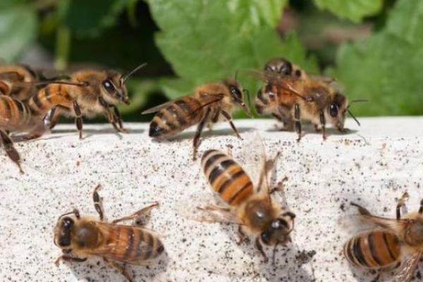 新手养蜂入门要掌握哪些知识技能,初学养蜂要了解哪些养蜂知识