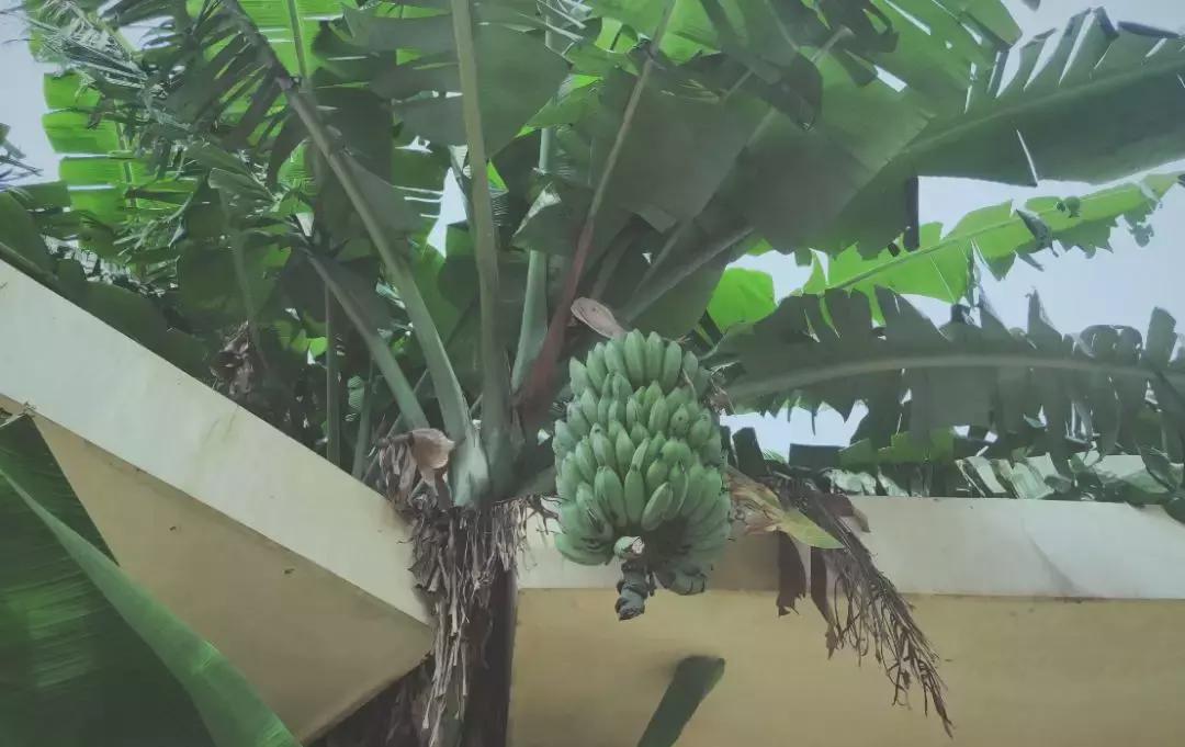 6月涠洲岛自由行,4月中去涠洲岛合适吗