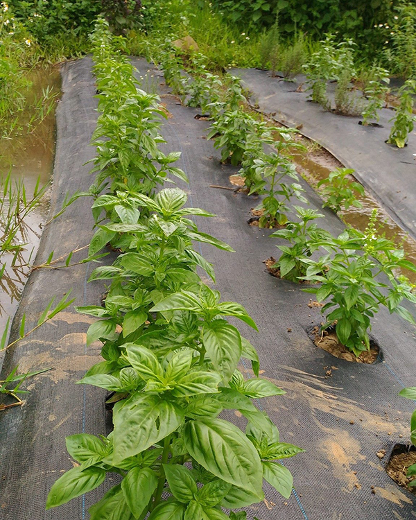 适合养在阳台且不招虫的植物,阳台上最易养的香草植物