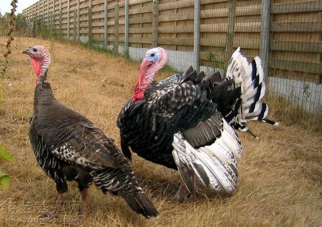 火鸡的养殖技术,火鸡养殖成本利润