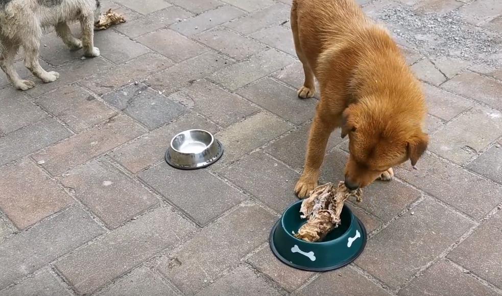 两只被遗弃的小流浪狗,流浪狗被收养后两只大狗不吃不喝