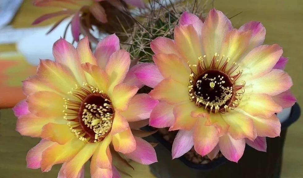 100种仙人球开花图鉴，平时丑丑的它们，开起花来，惊艳
