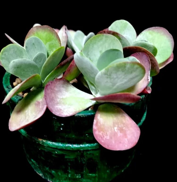 一盆仙人掌和一盆月季的故事,一个多肉的故事