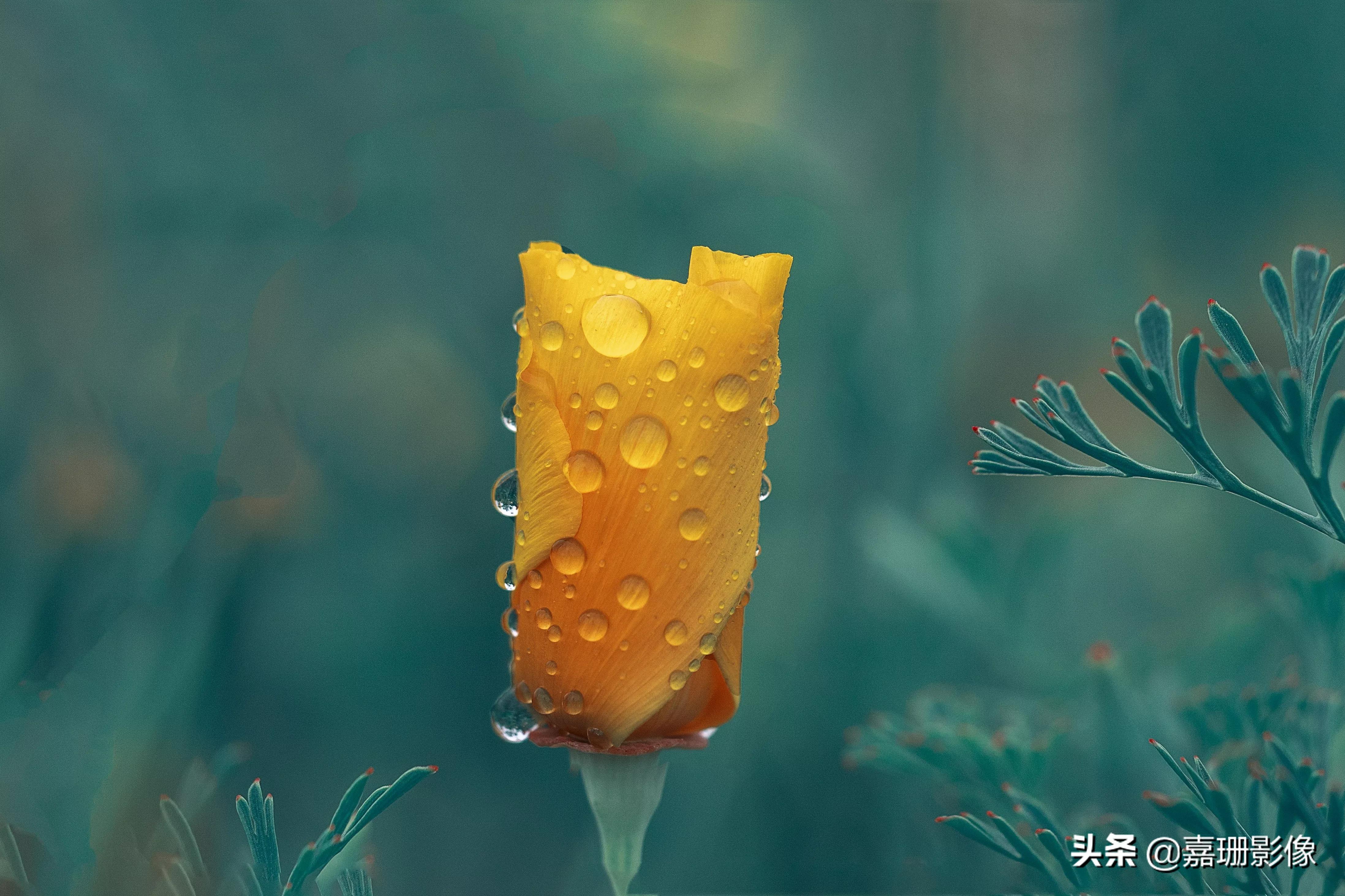 看看花容，听听花语2020年我镜头里的百种花卉