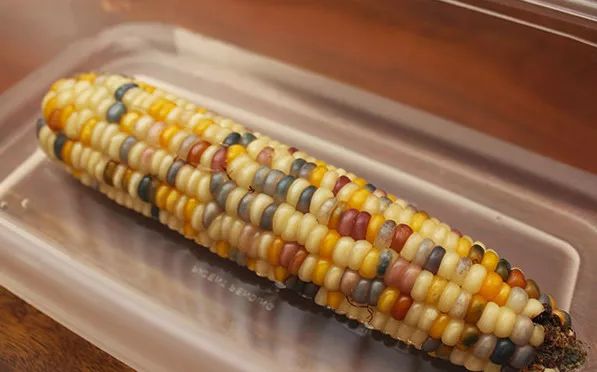 玉米棒子插水里，7天冒出小森林