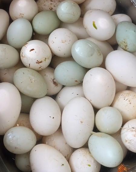 腌咸鸭蛋冒油的方法用麻椒可以吗,腌制咸鸭蛋的方法大全家常