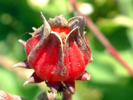 全球10种奇异水果，神秘果不知打动多少吃货的心