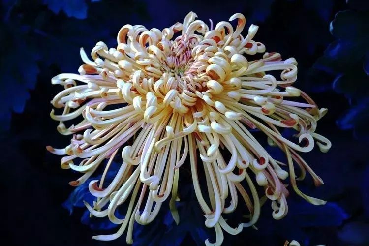 花中四君子菊花,花中四君子菊花的简介