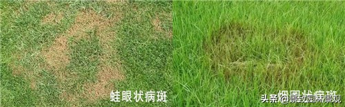 园林植物常见害虫及其防治现状,园林植物常见病虫害防治方法有
