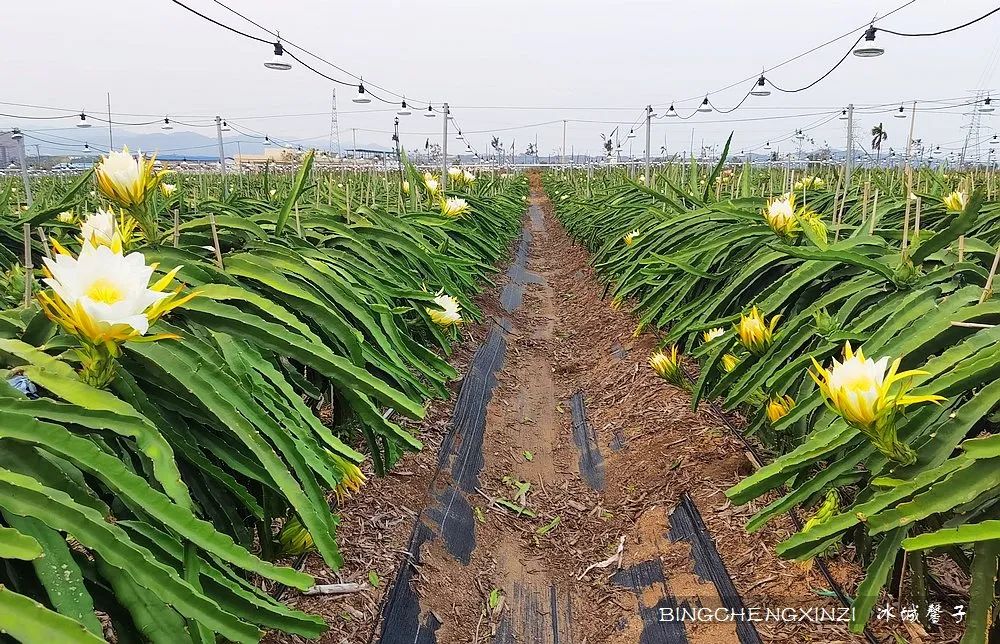 做把“村姑”，走进海南灯火灿烂的火龙果园