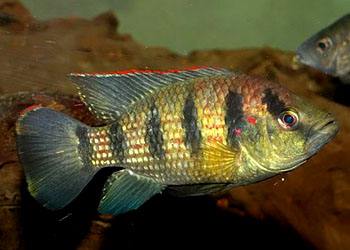 养观赏鱼小知识大全,养观赏鱼知识大全