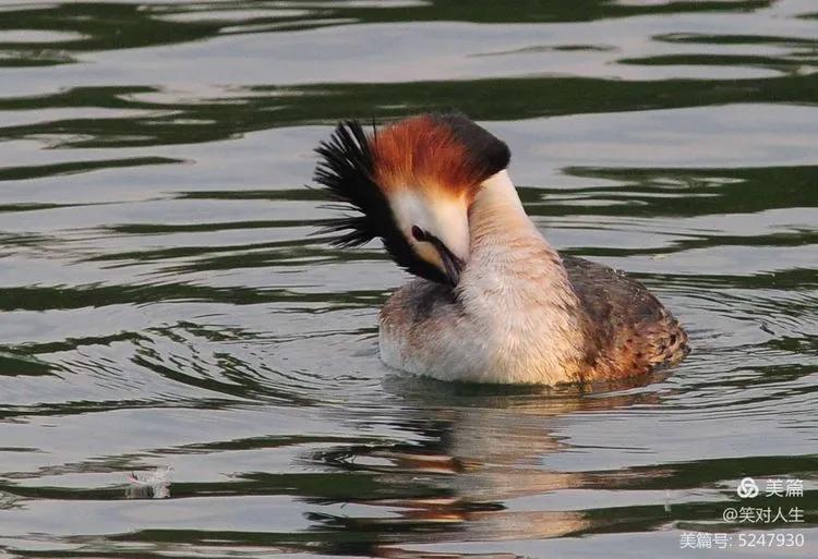 凤头鸊鷉粤语,斑头雁飞得最高的鸟