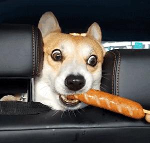 柯基养成大法居然要注意这些细节,柯基正确养成方法