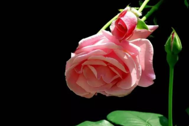 中国十大名花你认识几种呢,中国十大名花你喜欢哪种呢