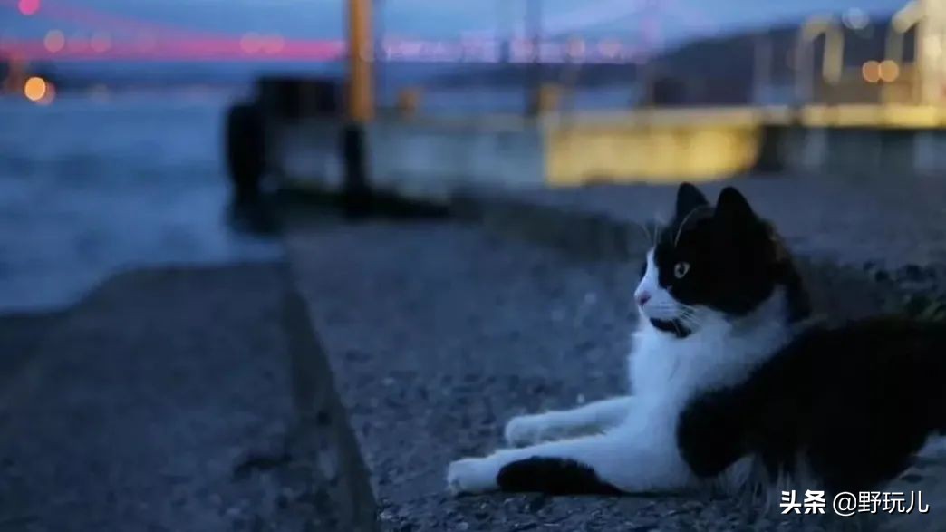 世界上最适合吸猫的城市,吸猫必去的十个地方