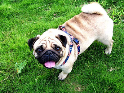 巴哥犬的耳朵总是很臭,巴哥犬天天洗澡身上臭怎么办