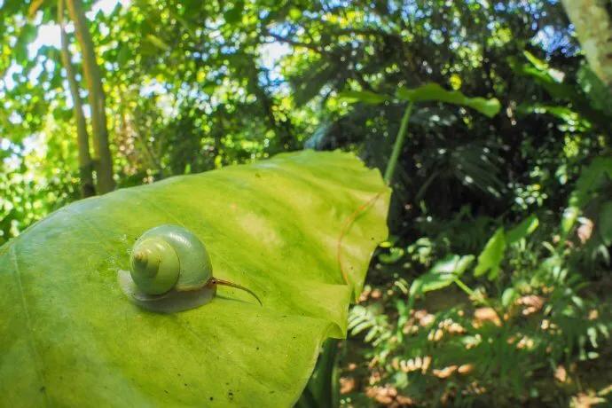 青山蜗牛：超可爱！我见青山多妩媚，料青山见我应如是。
