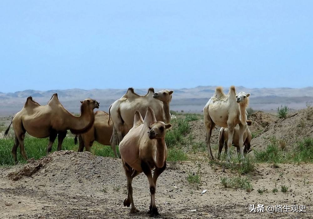 阿拉善蒙古信仰,阿拉善蒙古族信仰什么宗教