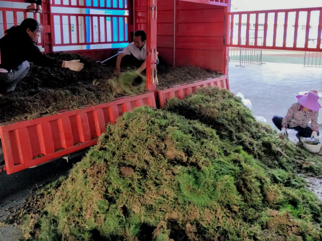 烈日灼灼，黄石奥体中心体育场更换夏季热型草