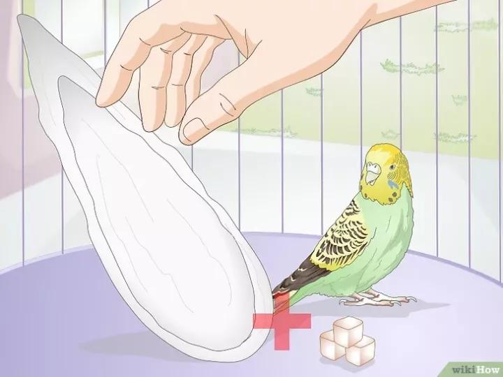 外国虎皮鹦鹉喂养视频,两个月的虎皮鹦鹉喂养