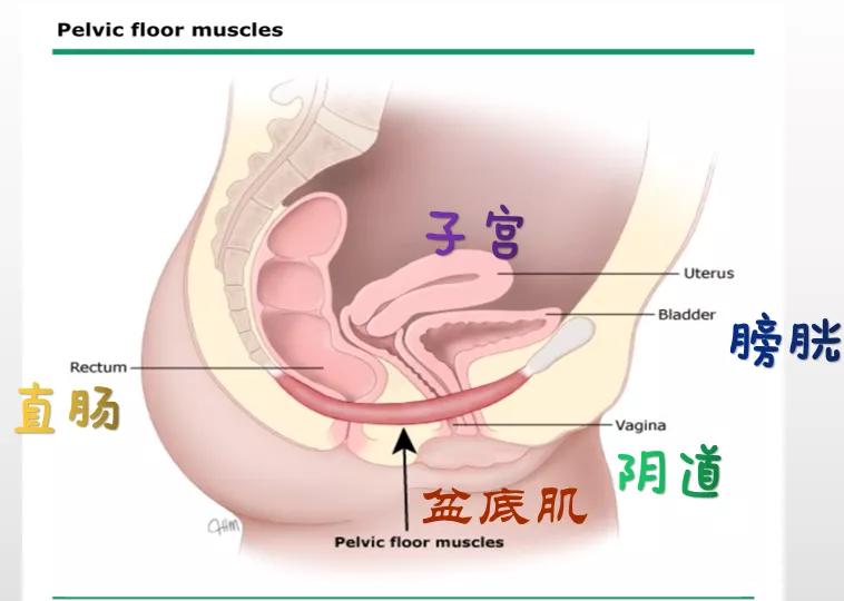阳痿很科普了，您知道阴萎吗？（我科普，您受益，请关注我）