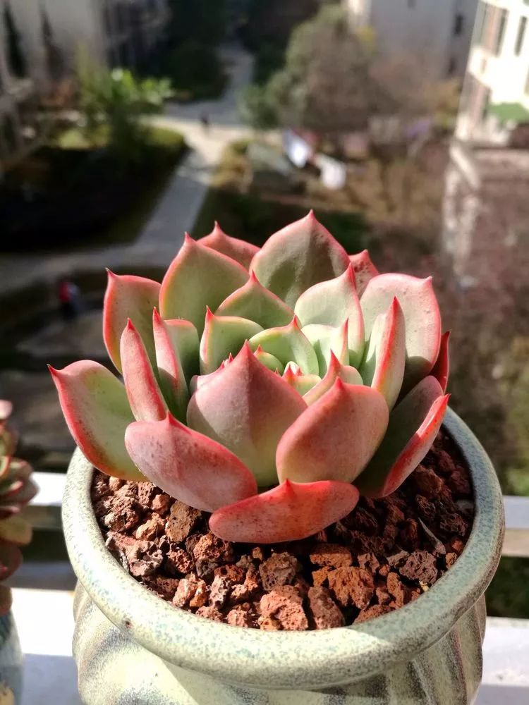 冬日暖阳邂逅最美的多肉,冬日暖阳和多肉暖了我的心